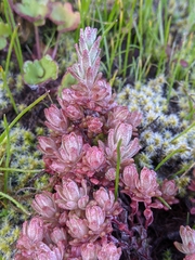 Sedum radiatum