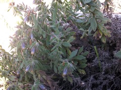 Podonosma orientalis