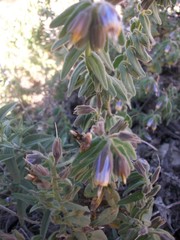 Podonosma orientalis