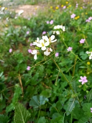 Diplotaxis erucoides