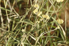 Achyrocline saturejoides