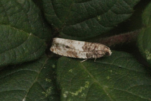 Common Cloaked Shoot, photo 7 of 8