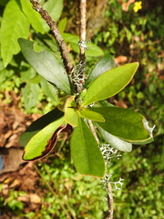 Ternstroemia