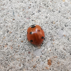 Coccinella septempunctata