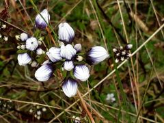 Gentianella corymbosa