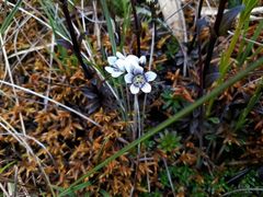 Gentianella corymbosa