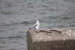 Larus delawarensis