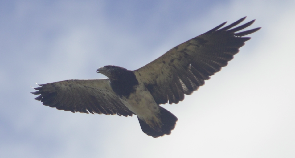 Águila (Geranoaetus melanoleucus) · iNaturalist Chile