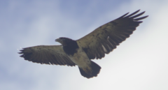 Black-Chested Buzzard-Eagle photo 5