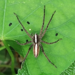 Neoctenus
