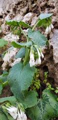 Symphytum brachycalyx