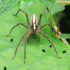 Neoctenus