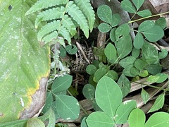 Ptychadena perreti