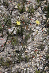 Bobartia longicyma