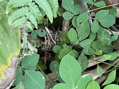 Ptychadena perreti
