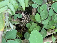 Ptychadena perreti