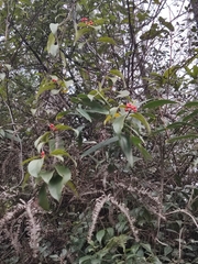 Gynochthodes umbellata