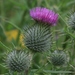 Bull Thistle - Photo (c) S. Rae, some rights reserved (CC BY)