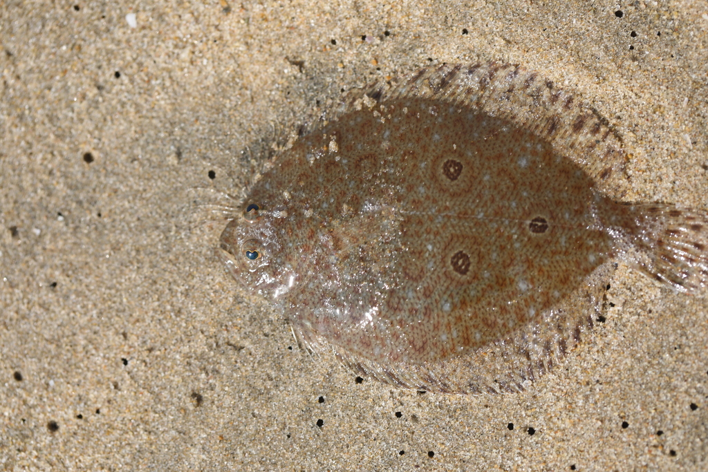 Threespotted Flounder