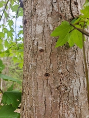 Anoplophora glabripennis