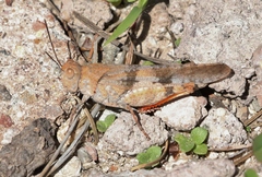 Trimerotropis modesta