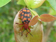 Sceloenopla maculata