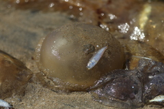 Crambionella