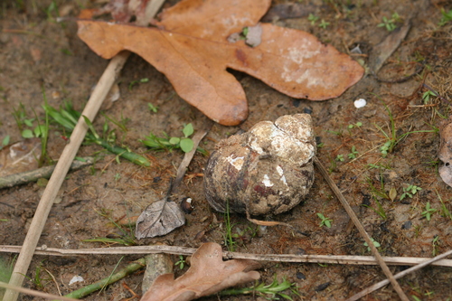 Architaenioglossa
