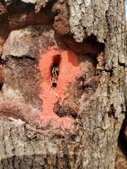 Anoplophora glabripennis