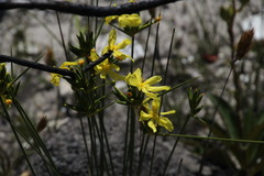 Bobartia longicyma