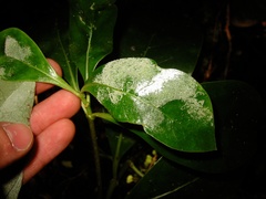 Phyllocoptes coprosmae