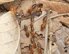 Syntermes molestus