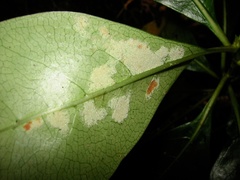 Phyllocoptes coprosmae