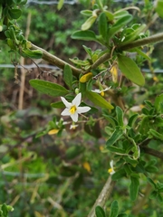 Solanum chenopodioides