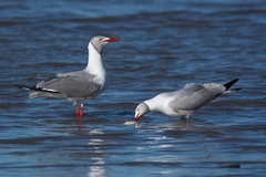 Chroicocephalus cirrocephalus