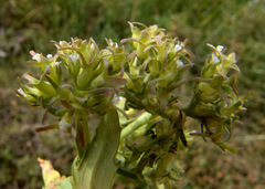 Valerianella sclerocarpa