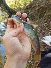 Ameiurus platycephalus