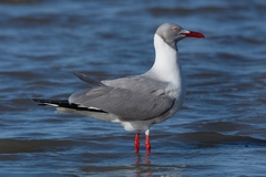 Chroicocephalus cirrocephalus