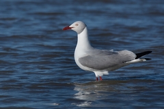 Chroicocephalus cirrocephalus