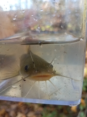 Ameiurus platycephalus