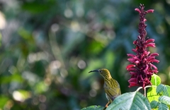 Anthreptes griseigularis