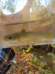 Ameiurus platycephalus