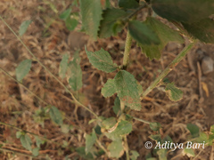 Hibiscus hirtus