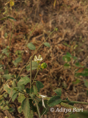 Hibiscus hirtus
