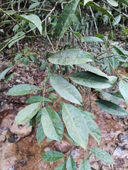 Itea chinensis