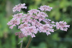 Heracleum sphondylium sphondylium