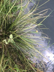 Carex flagellifera