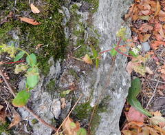 Hylotelephium caucasicum