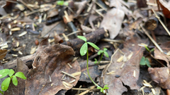 Floerkea proserpinacoides
