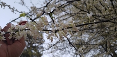 Cercis canadensis